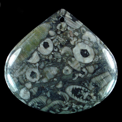 Fossile crinoïde